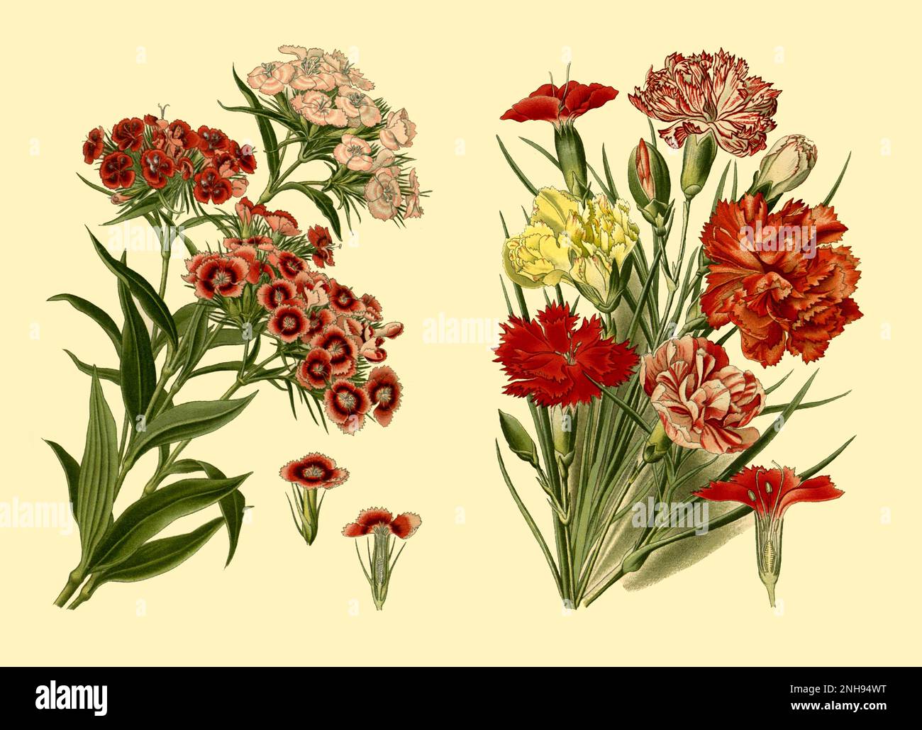 In 1716, English botanist Thomas Fairchild (c.1667-1729) created the world's first man-made hybrid plant, Dianthus Caryophyllus barbatus, known as Fairchild's Mule. It was a cross between a Sweet William (Dianthus barbatus) (left) and a pink carnation (Dianthus caryophyllus) (right). Composite image. Stock Photo