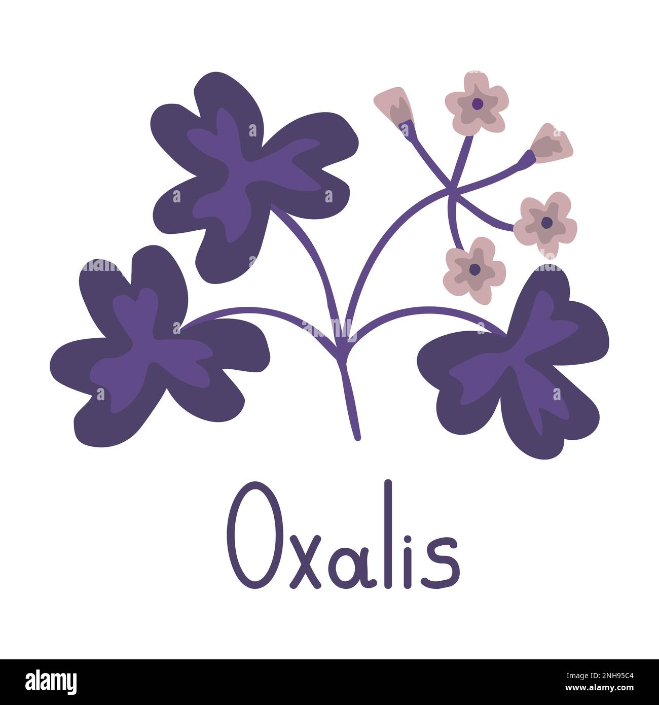 Oxalis vector illustration house plant Stock Vector