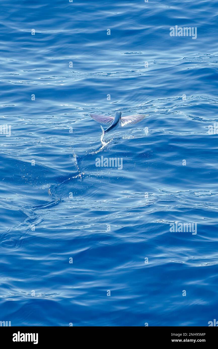Flying Fish near Reunion Stock Photo