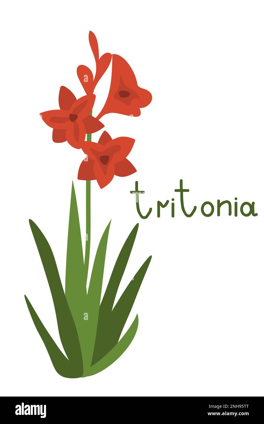 Red tritonia simple vector illustration Stock Vector Image & Art Alamy