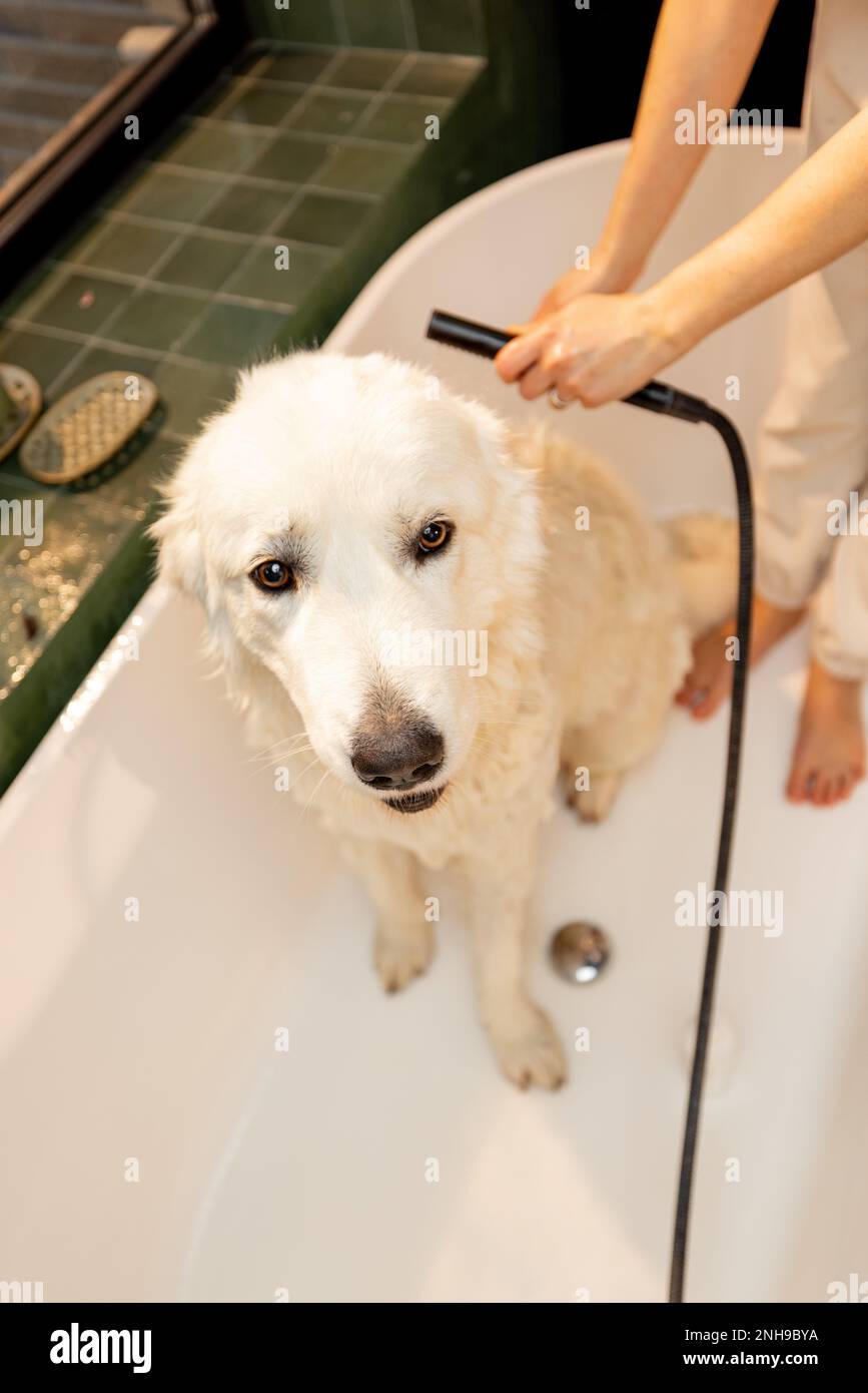 Dog takes a shower in bathtub Stock Photo Alamy