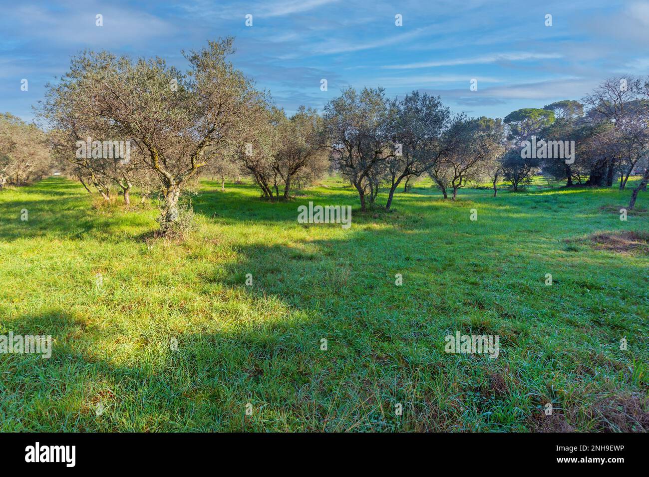 Historic Olive Trees in Saint Remy de Provence France Stock Photo Alamy