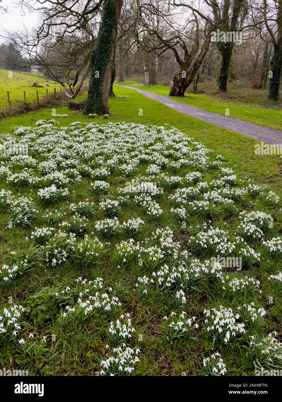 Snowdrops at Castle Ward, Strangford, County Down, Northern Ireland Stock Photo