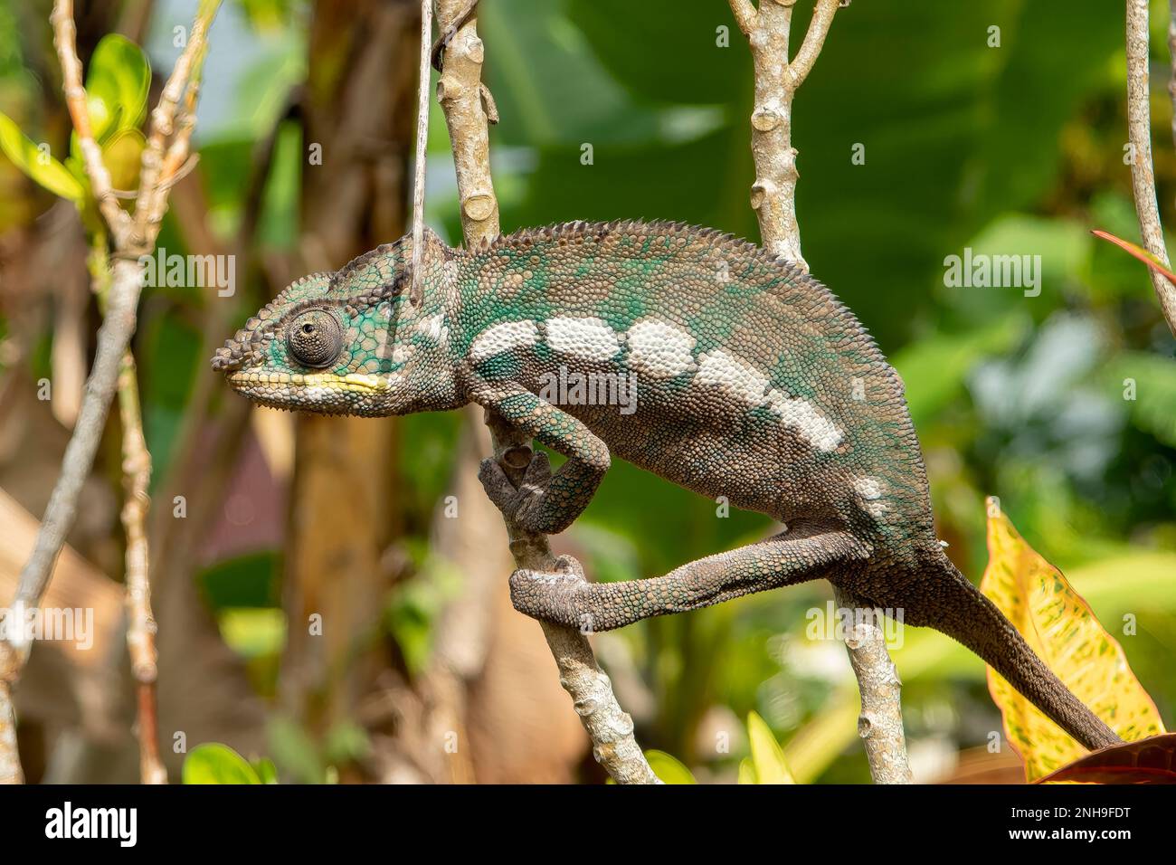 Panther Chameleon, Furcifer pardalis at Ambodifotatra, Nosy Boraha, Madagascar Stock Photo