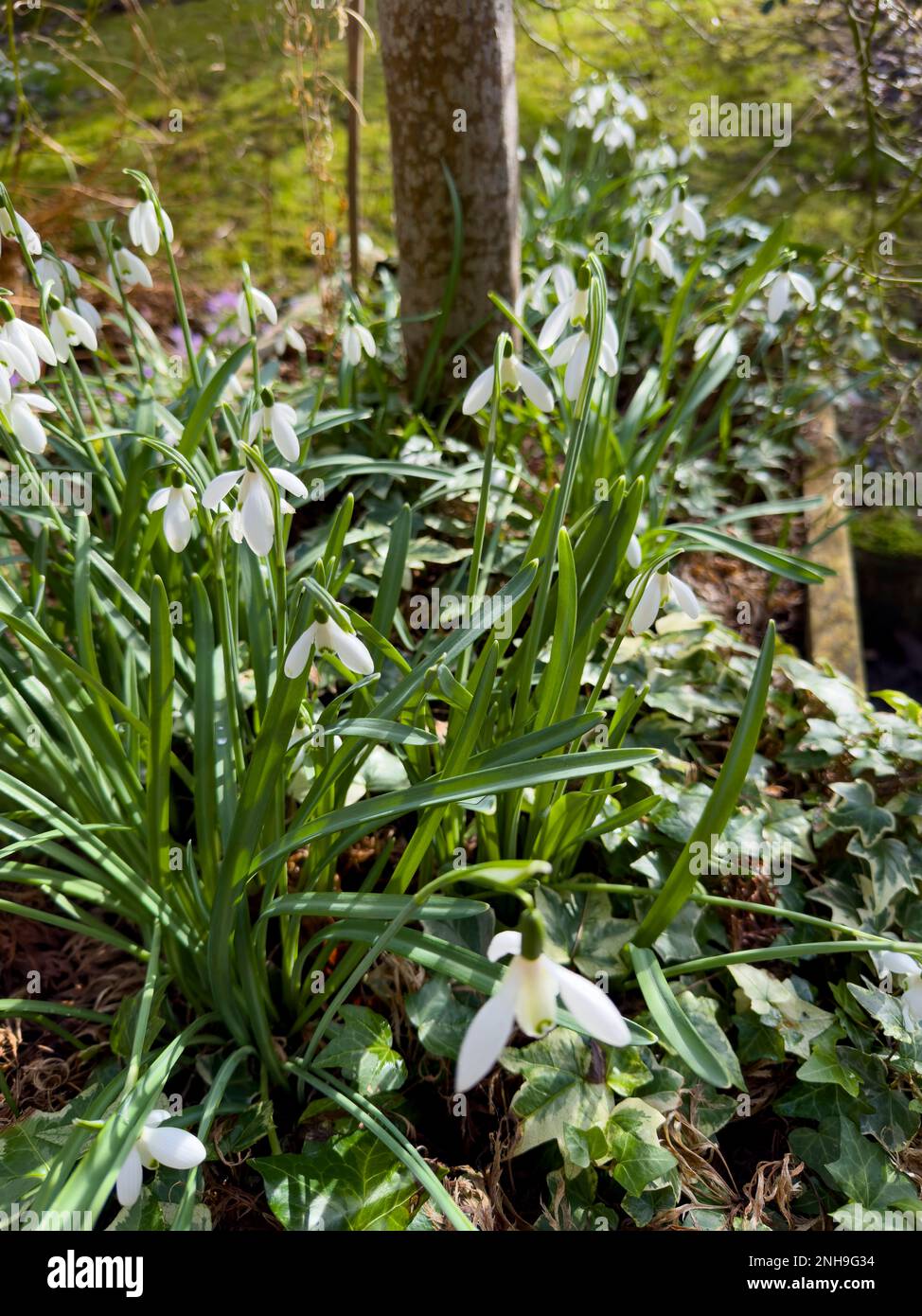 Snowdrops in a garden setting Stock Photo