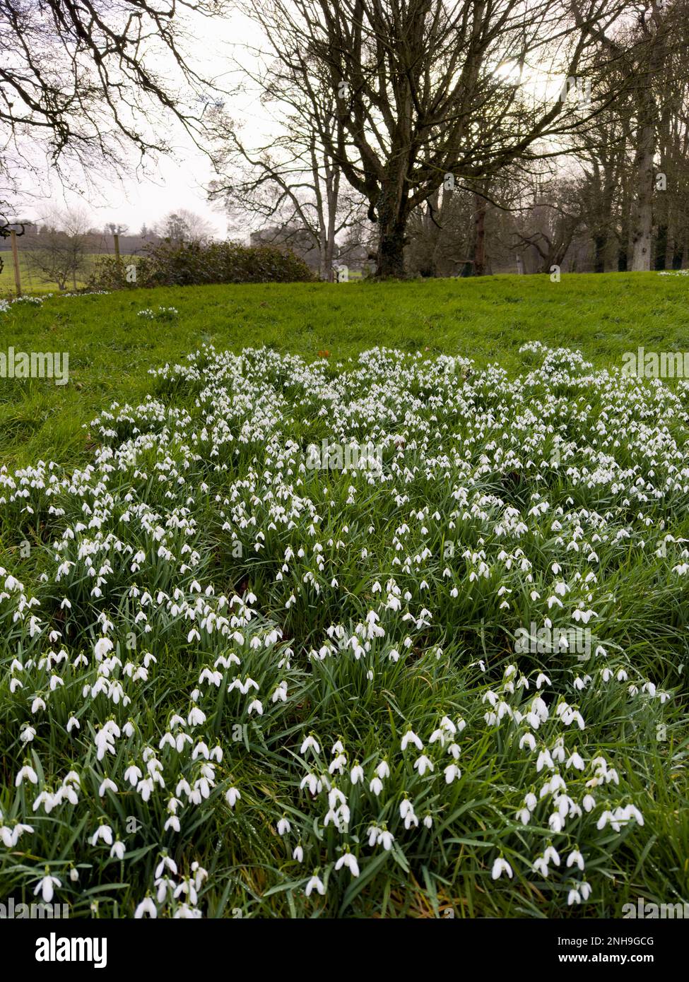 Snowdrops at Castle Ward, Strangford, County Down, Northern Ireland ...