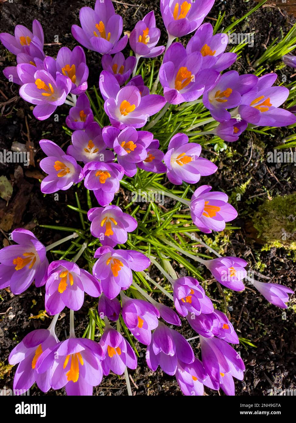 Early Crocus, Crocus Tommasinianus, flowering in garden setting Stock Photo