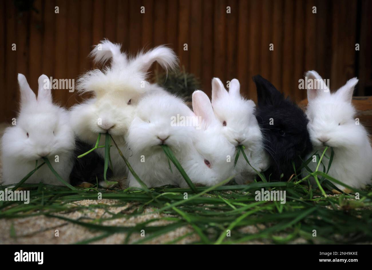 English Angora rabbit babies are opened to the public at Kobe Animal ...