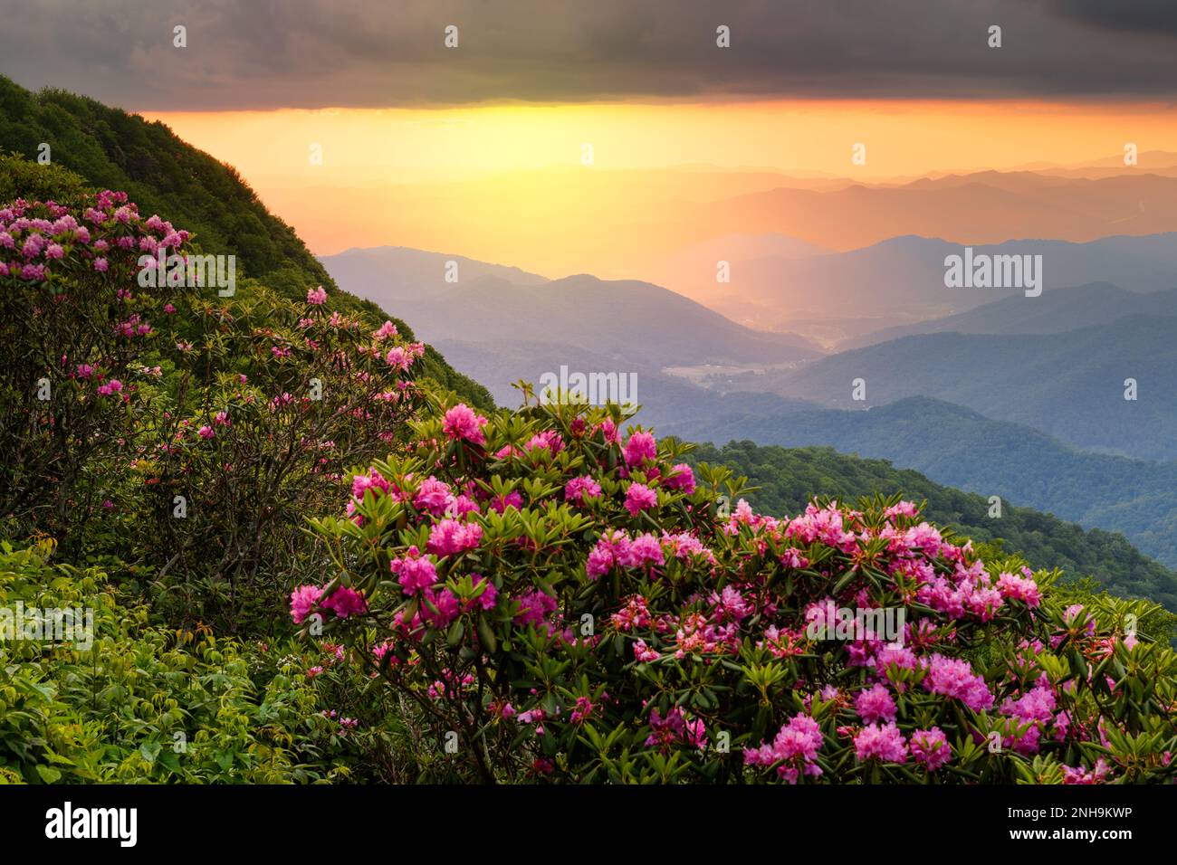 The Great Craggy Mountains along the Blue Ridge Parkway in North Carolina, USA with Catawba Rhododendron during a spring season sunset. Stock Photo