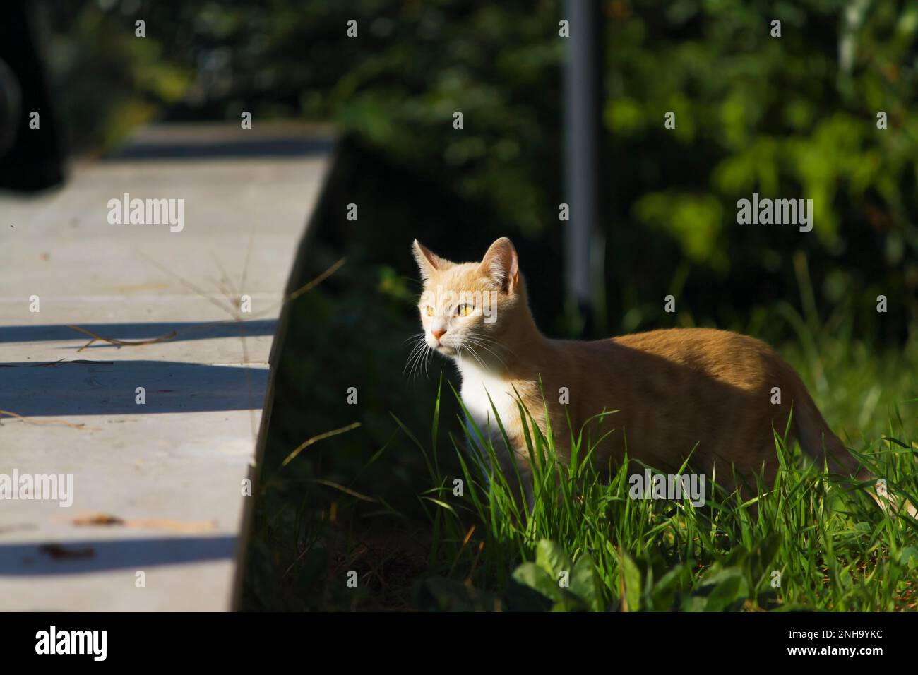 Ginger Tabby Cat exploring in the green grass Stock Photo