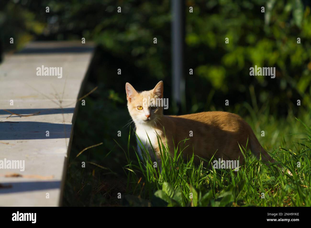 Ginger Tabby Cat exploring in the green grass Stock Photo