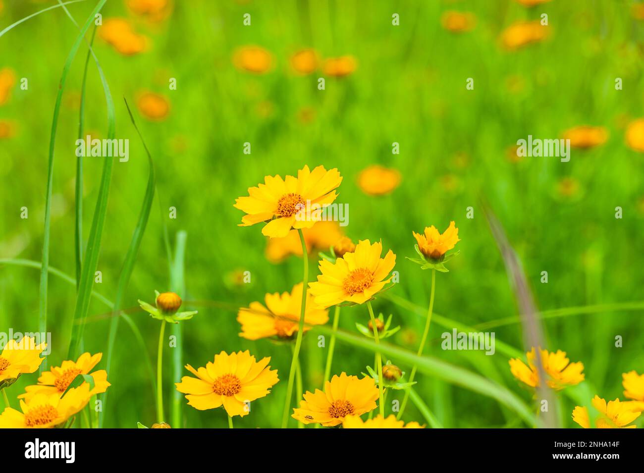 Field of wild coreopsis flowers in June, west Michigan, USA. Stock Photo