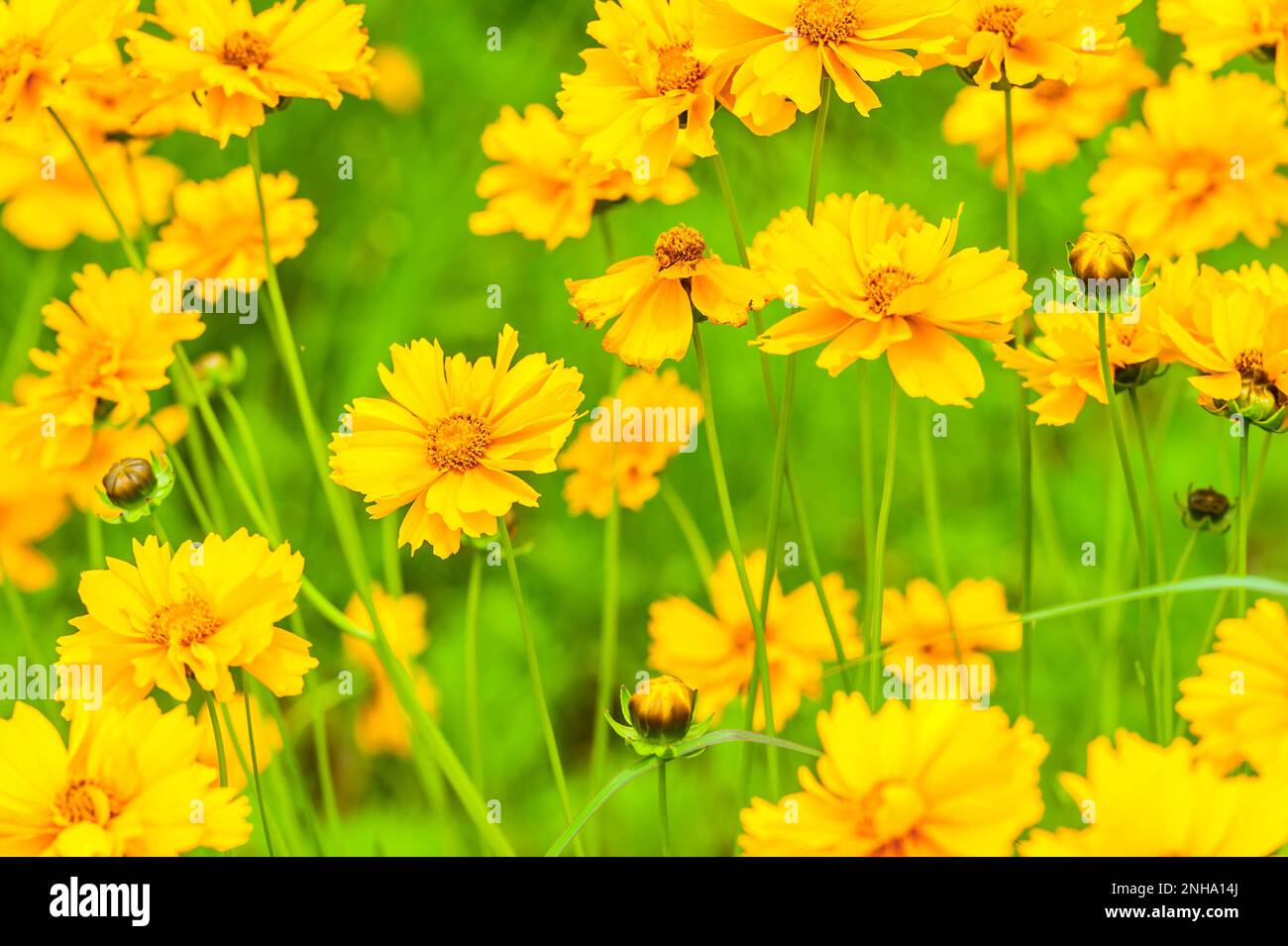 Field of wild coreopsis flowers in June, west Michigan, USA. Stock Photo
