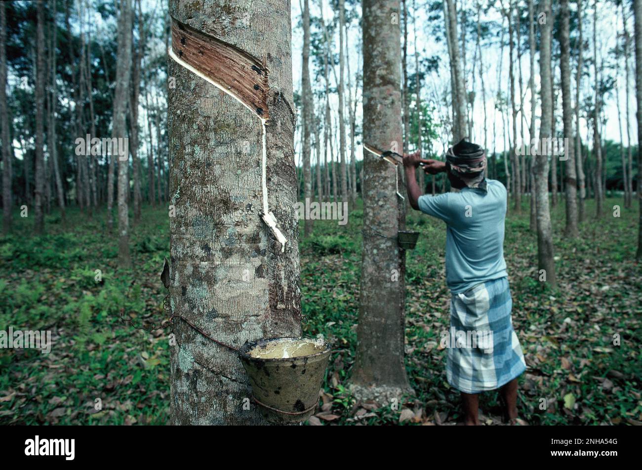 Malaysia. Langkawi. Rubber plantation. Local man tapping rubber trees