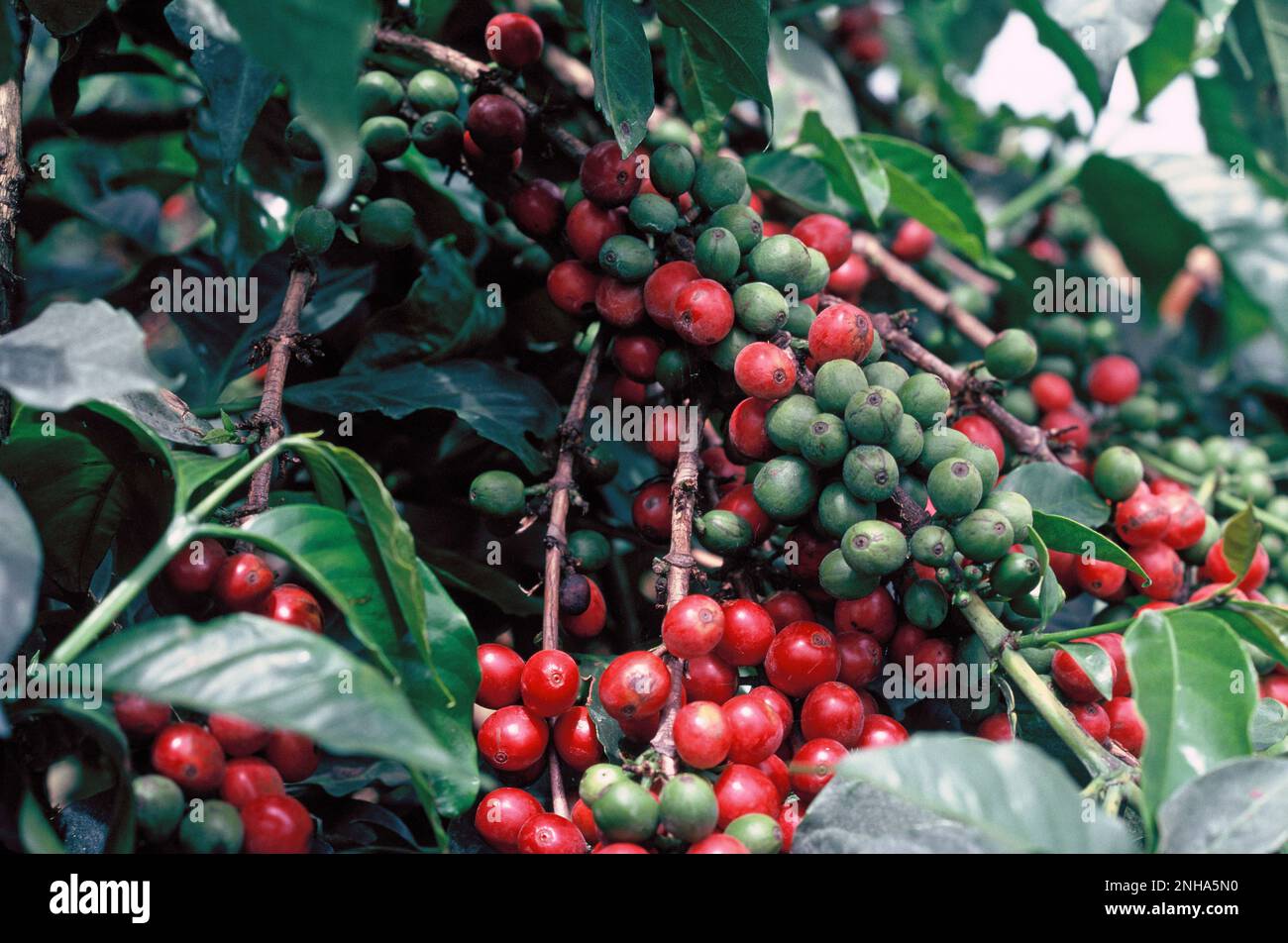 Kenya. Agriculture. Close up of ripening coffee berries growing. Stock Photo