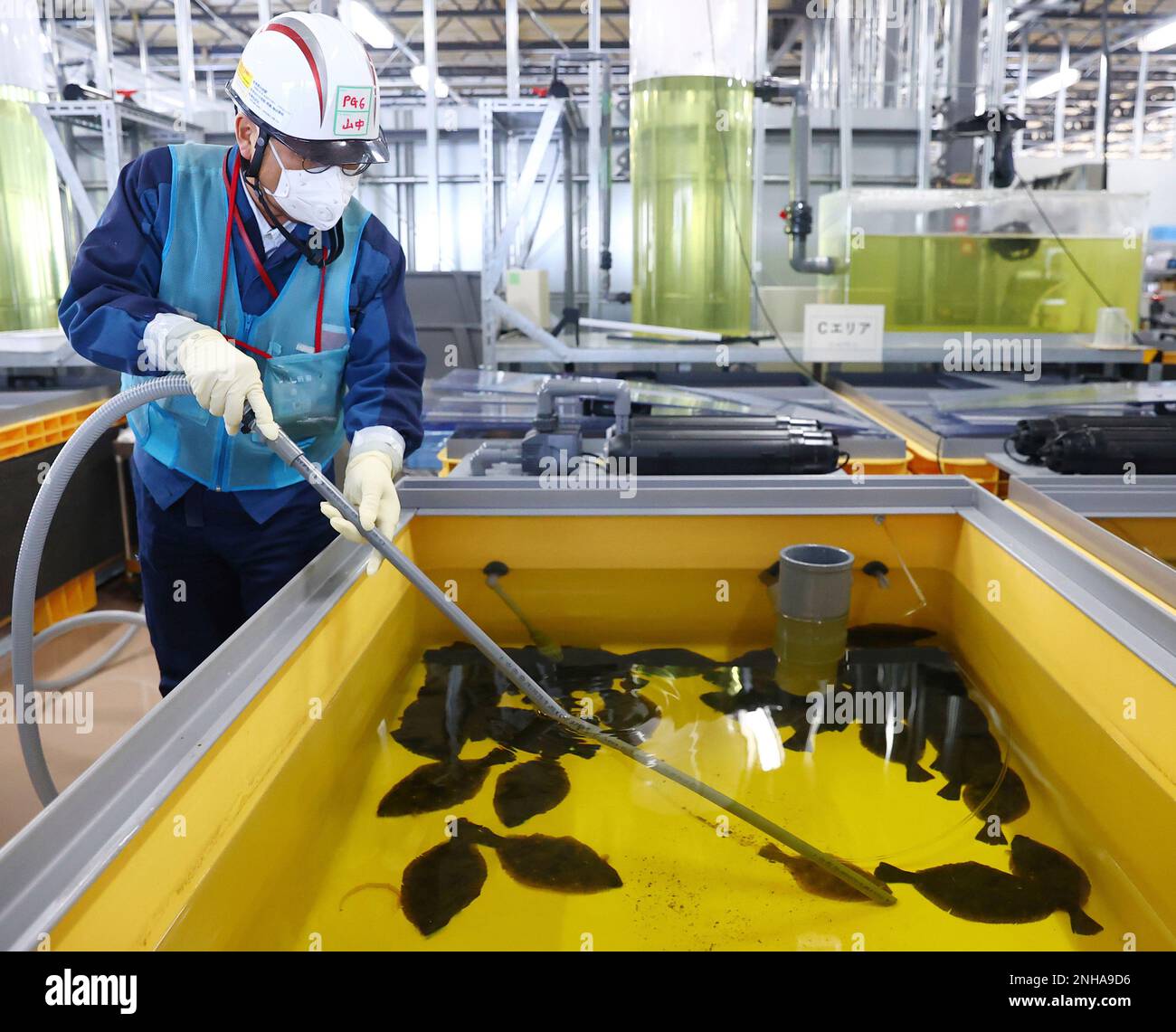 A school of flounder is farmed in a treated water tank of Fukushima No ...