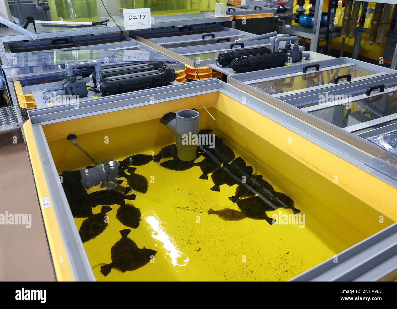 A school of flounder is farmed in a treated water tank of Fukushima No ...