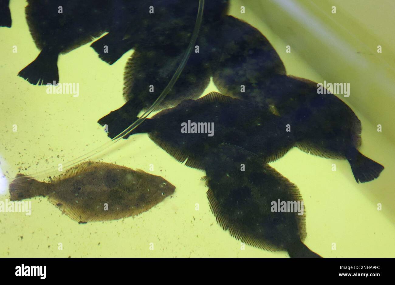 A school of flounder is farmed in a treated water tank of Fukushima No ...