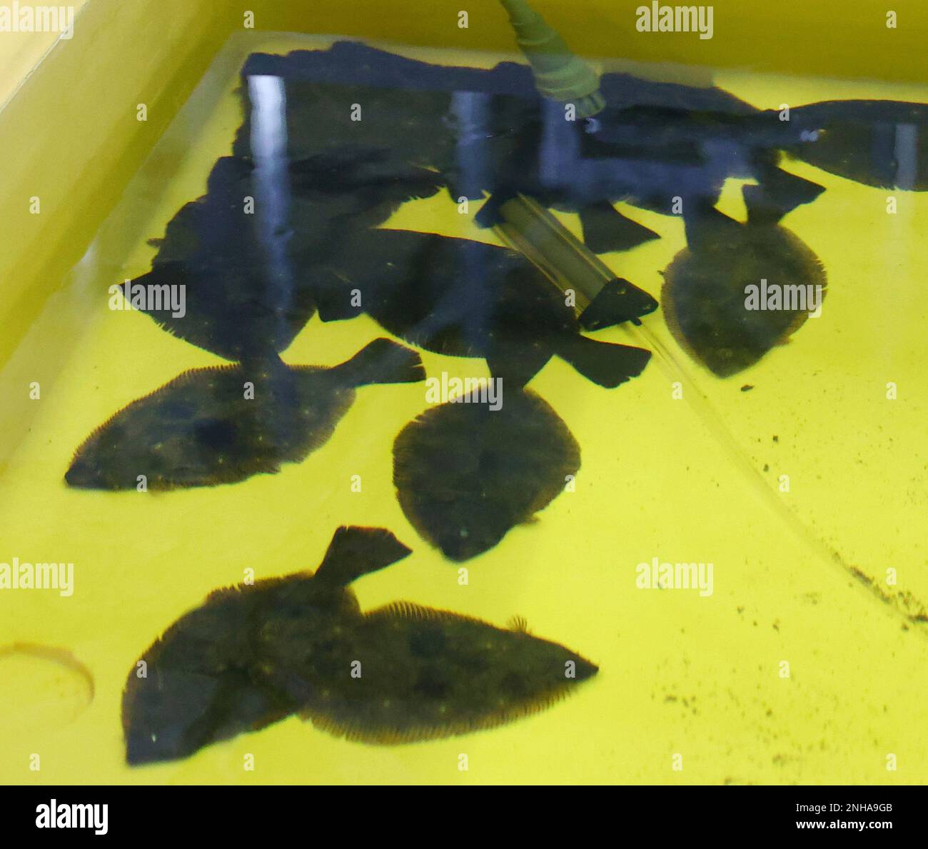 A school of flounder is farmed in a treated water tank of Fukushima No ...
