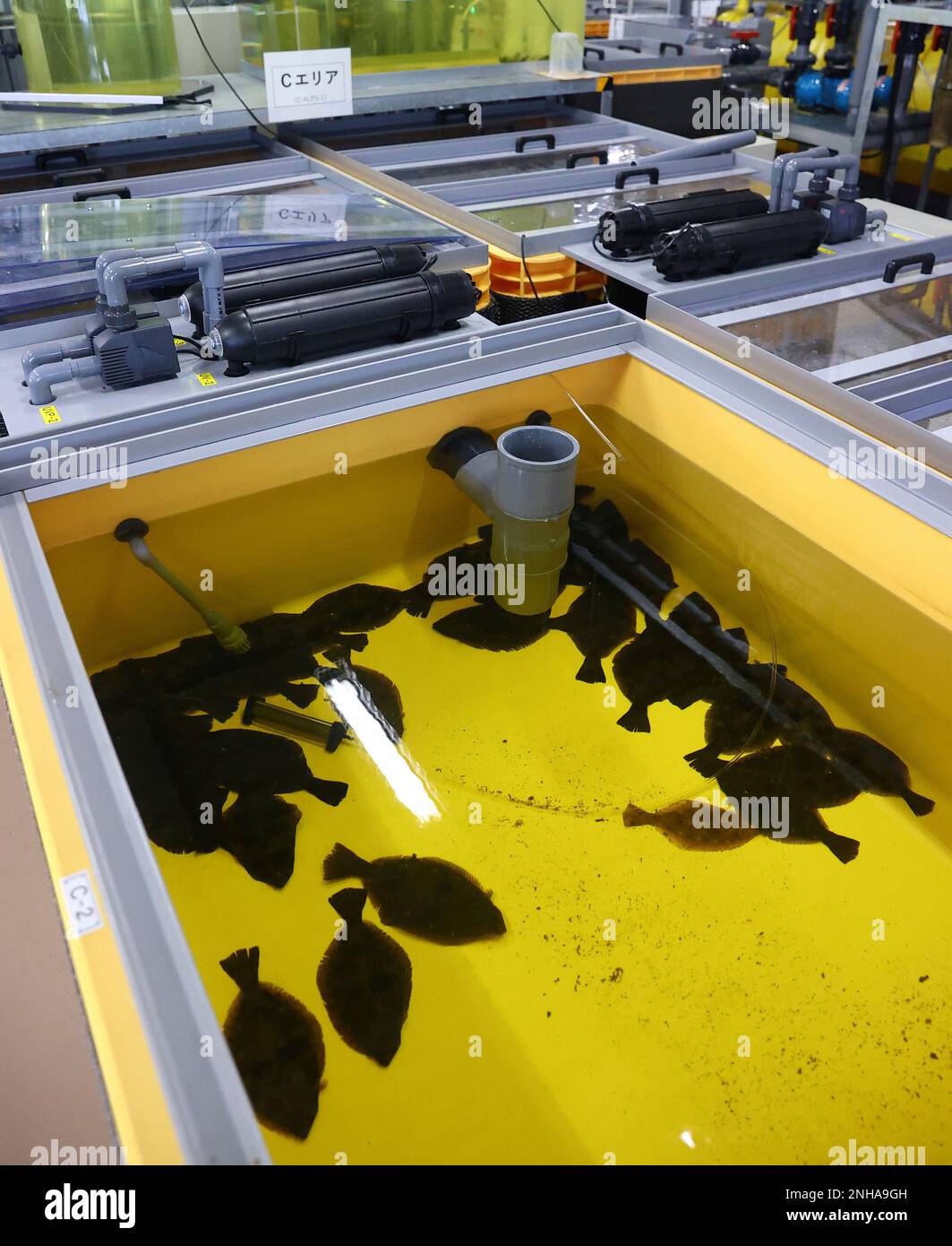 A school of flounder is farmed in a treated water tank of Fukushima No ...