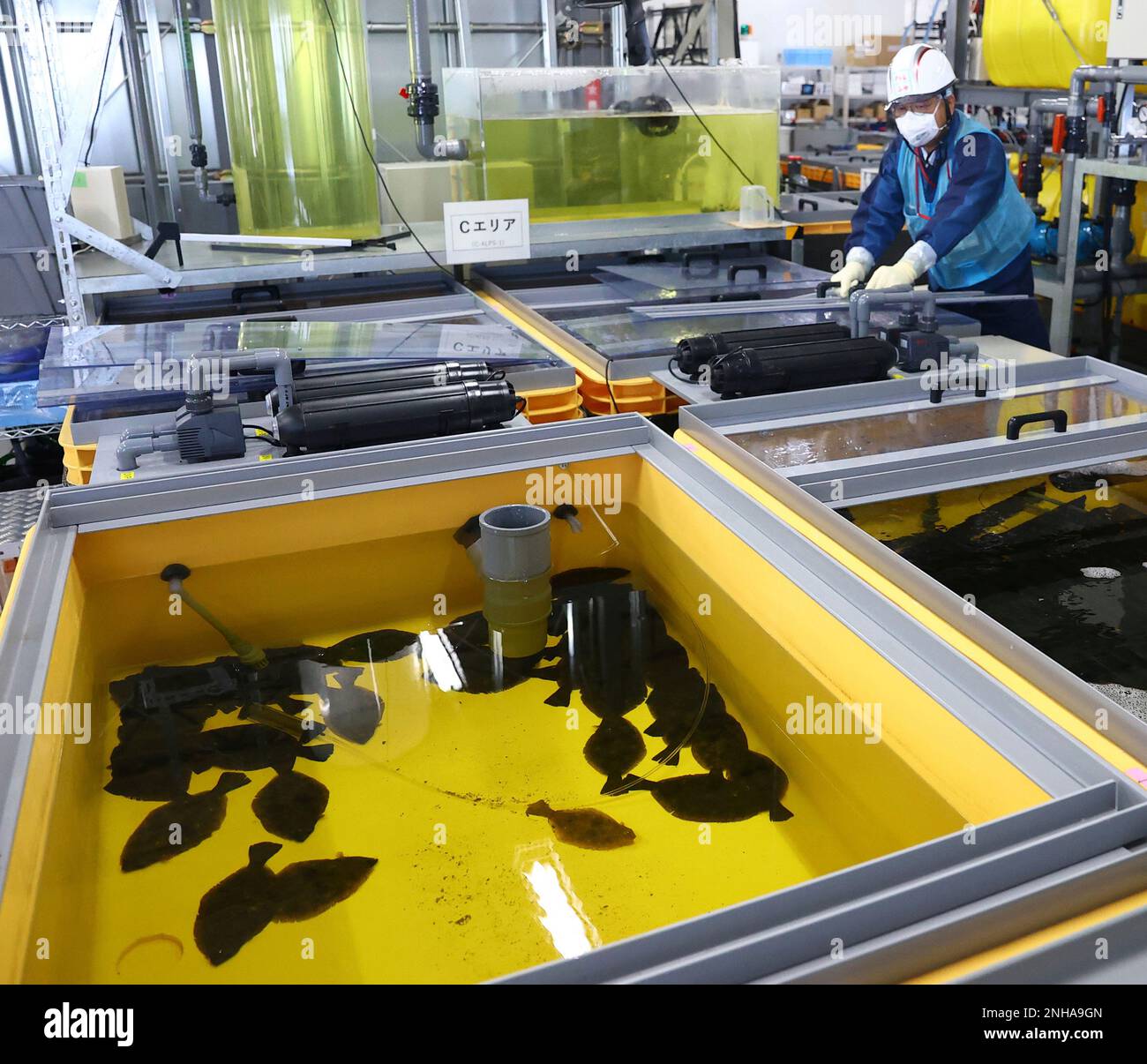A school of flounder is farmed in a treated water tank of Fukushima No ...