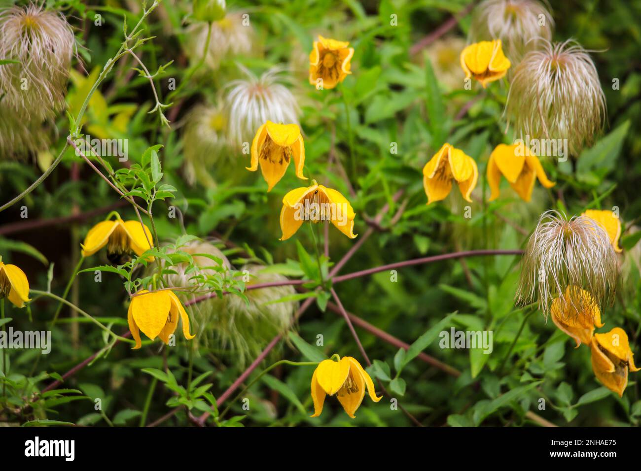 The yellow flowers and fluffy seed heads of Clematis Tangutica 'Bill Mackenzie' Stock Photo