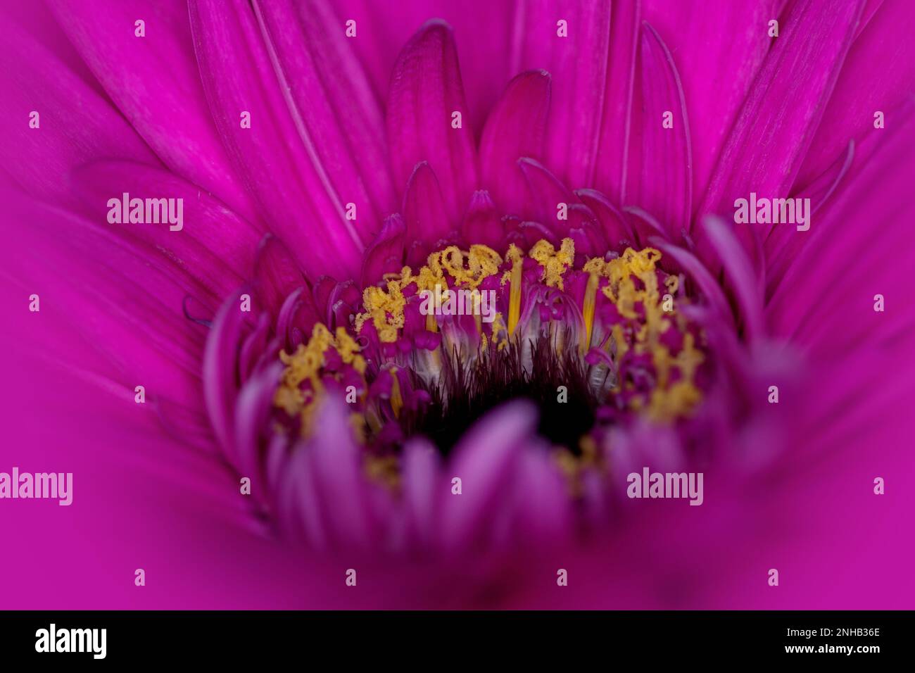 Pink blooming flower for decoration Stock Photo