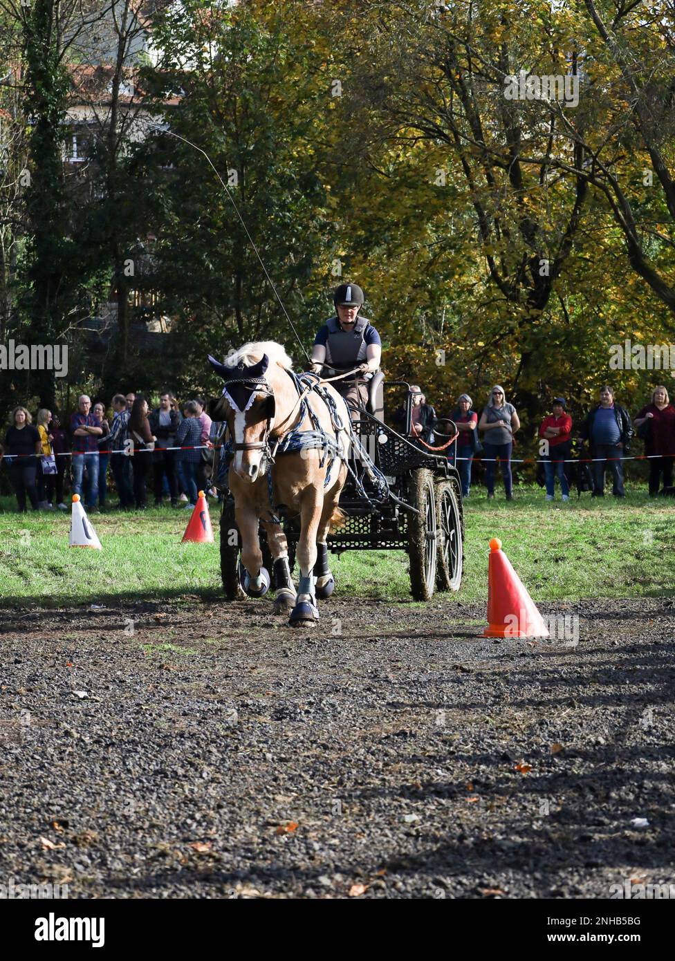 horse show horse carriage Stock Photo - Alamy