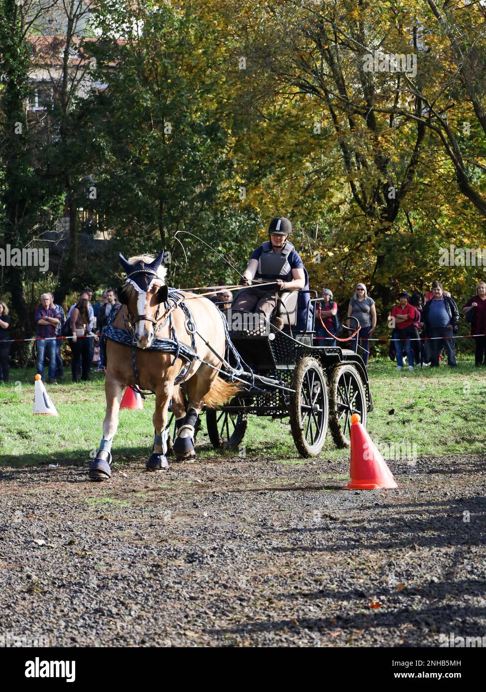 horse show horse carriage Stock Photo - Alamy