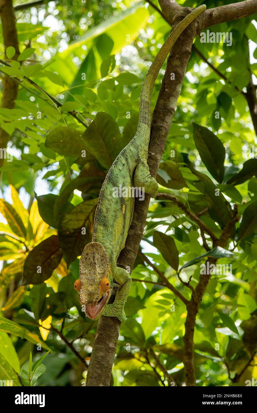 Parson's Chameleon, Calumma parsonii in Lemuria Sanctuary, Nosy Be