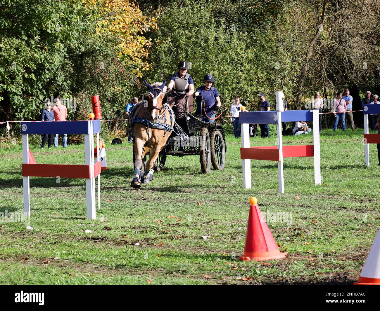 horse show horse carriage Stock Photo Alamy