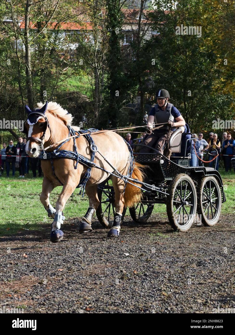 horse show horse carriage Stock Photo - Alamy
