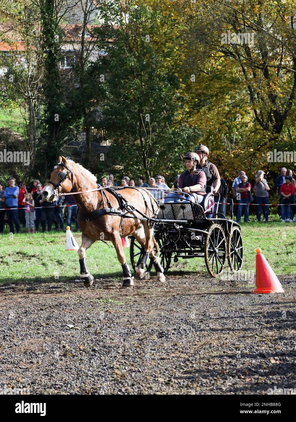 horse show horse carriage Stock Photo - Alamy