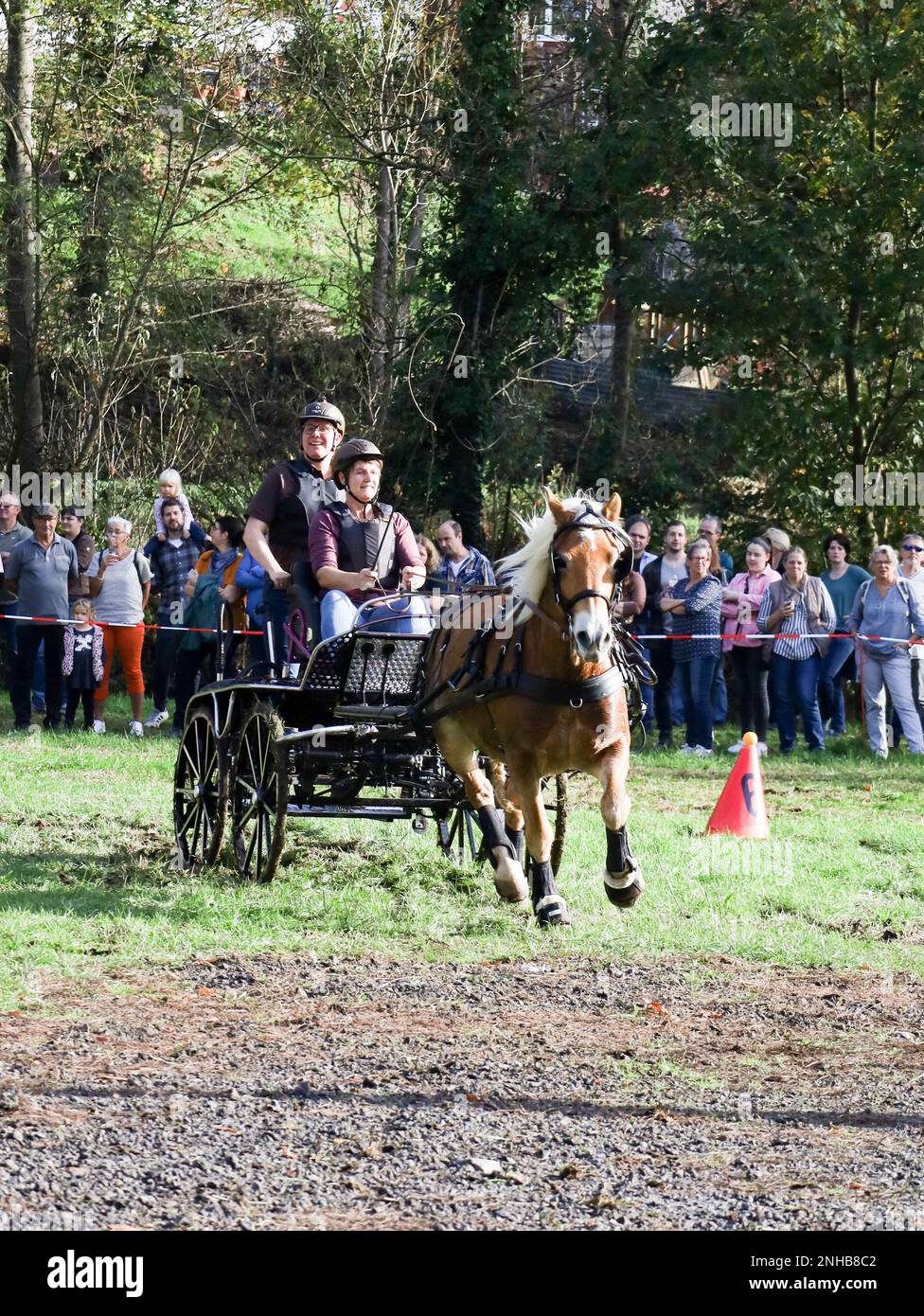 horse show horse carriage Stock Photo - Alamy