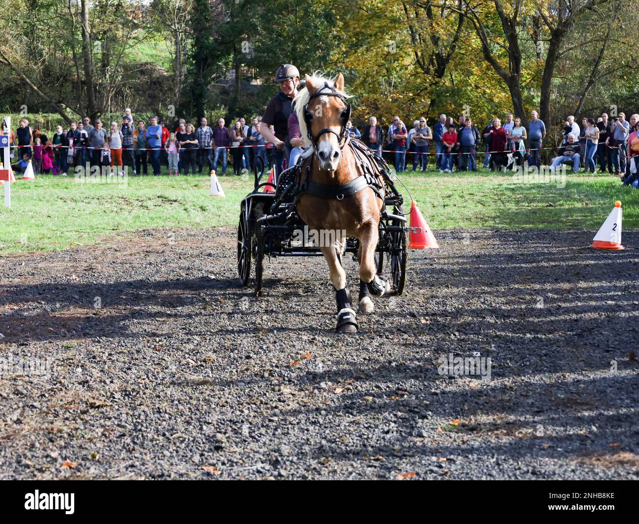 horse show horse carriage Stock Photo - Alamy