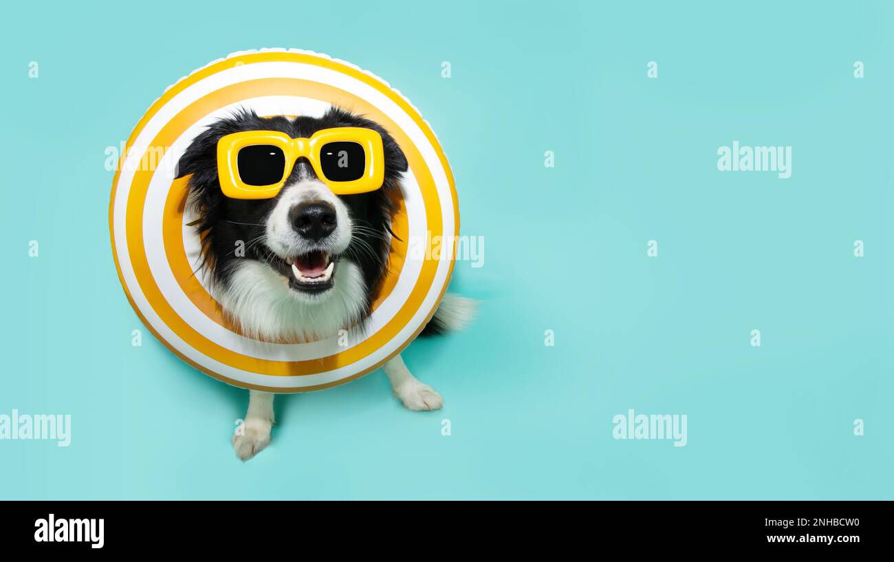 Funny dog summer going on vacations and wearing a yellow inflatable ring. Isolated on blue colored background Stock Photo