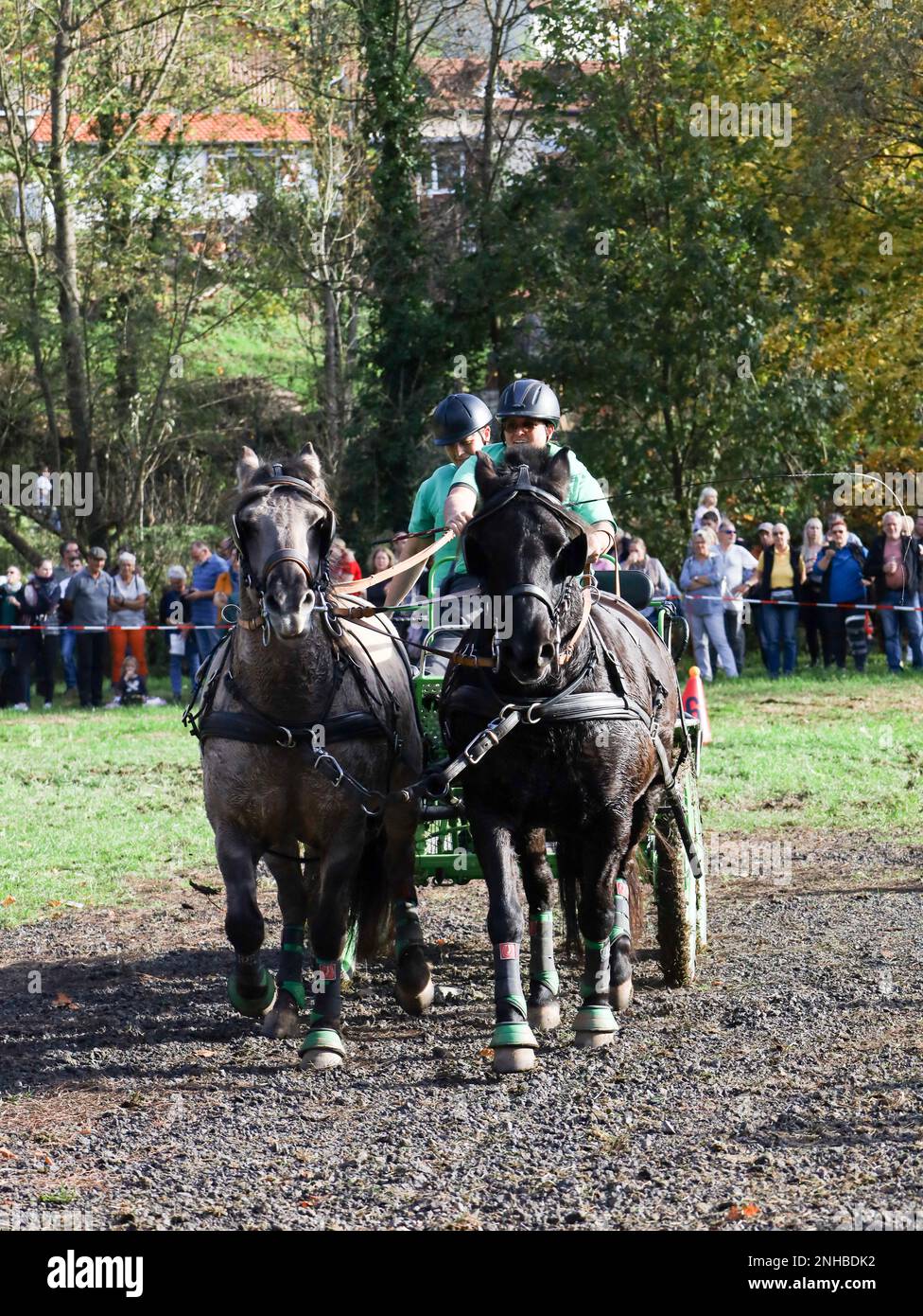 horse show horse carriage Stock Photo - Alamy