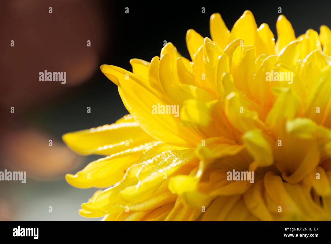 Dew drop on yellow Dahlia flower, bushy, tuberous, herbaceous perennial plants from Asteraceae family of dicotyledonous plants. Winter morning nature. Stock Photo