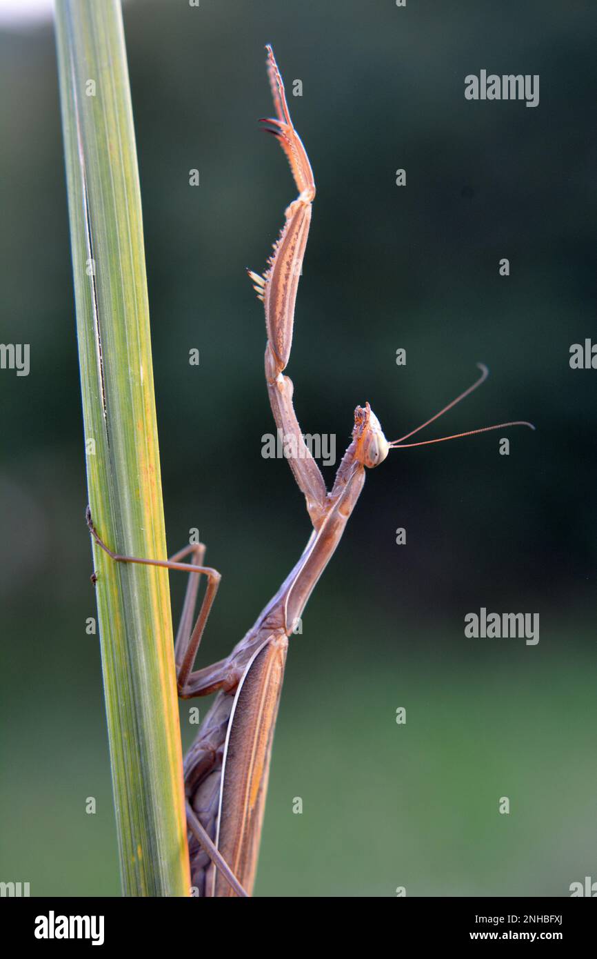 In the wild, close up of the predatory insect Mantis religiosa Stock Photo