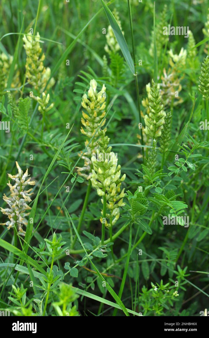 Astragalus cicer grows among the grasses in the wild Stock Photo