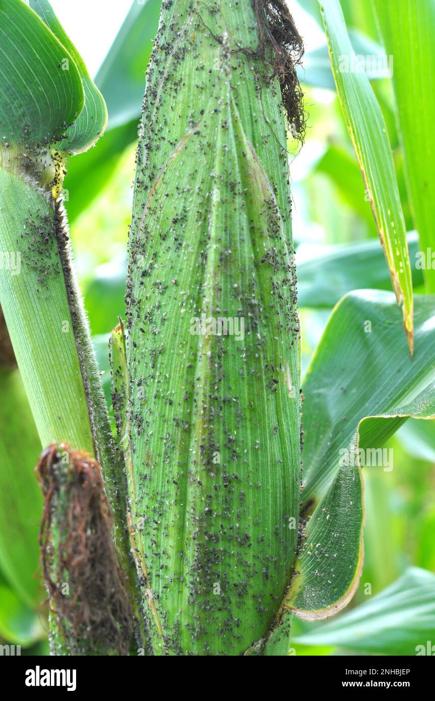 A small herbivorous insect - aphid (Aphidoidea) on a green cob of corn Stock Photo