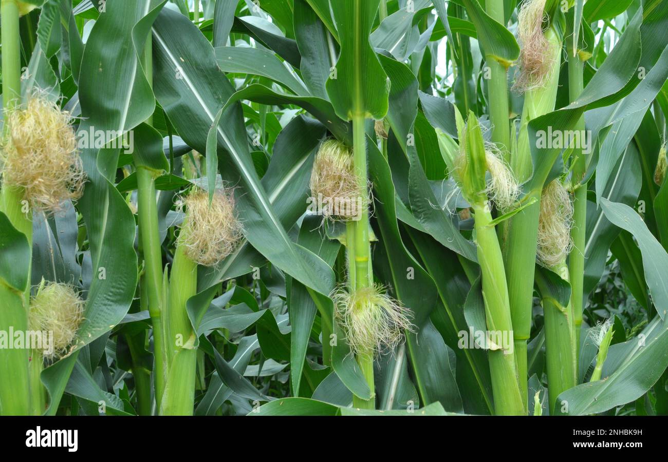 In the summer on a young stalk of corn ripens cob Stock Photo