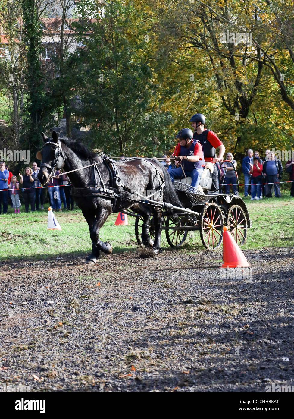 horse show horse carriage Stock Photo - Alamy
