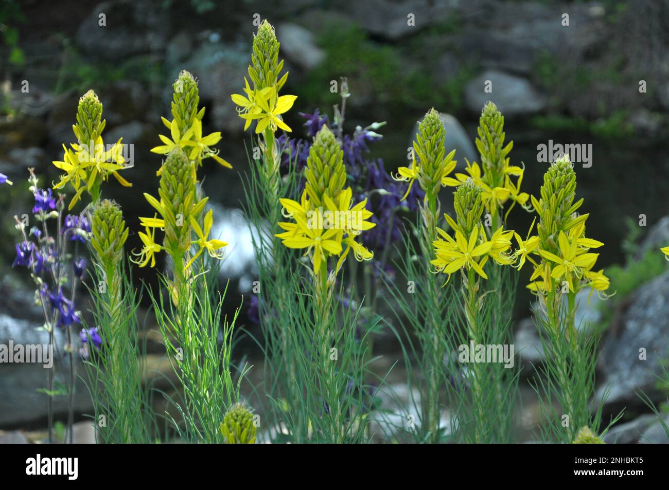 Asphodeline lutea blooms in the botanical garden in summer Stock Photo