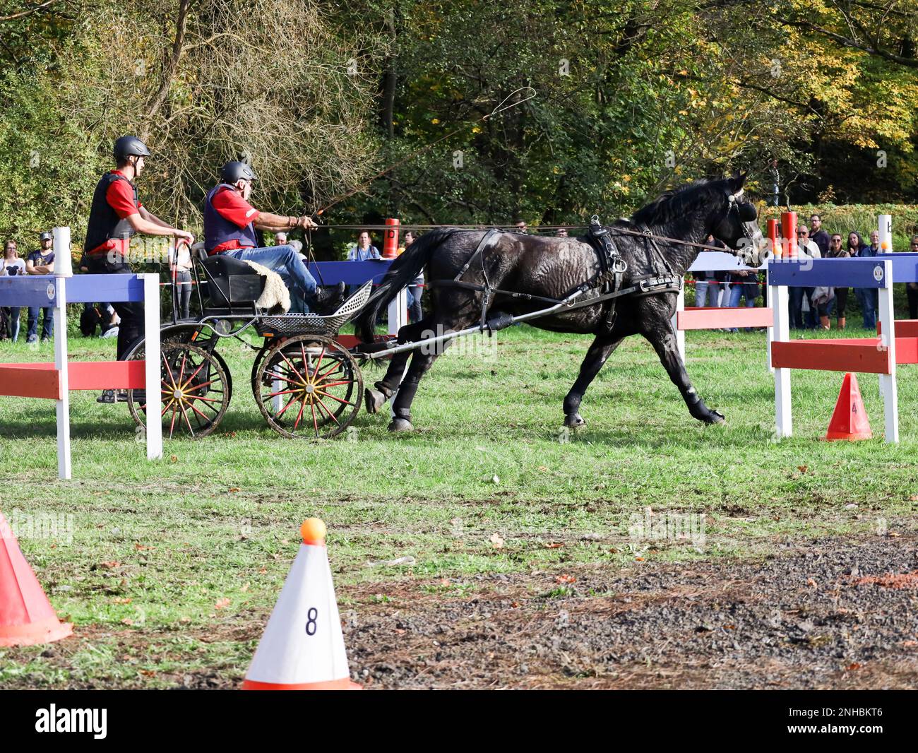 horse show horse carriage Stock Photo - Alamy