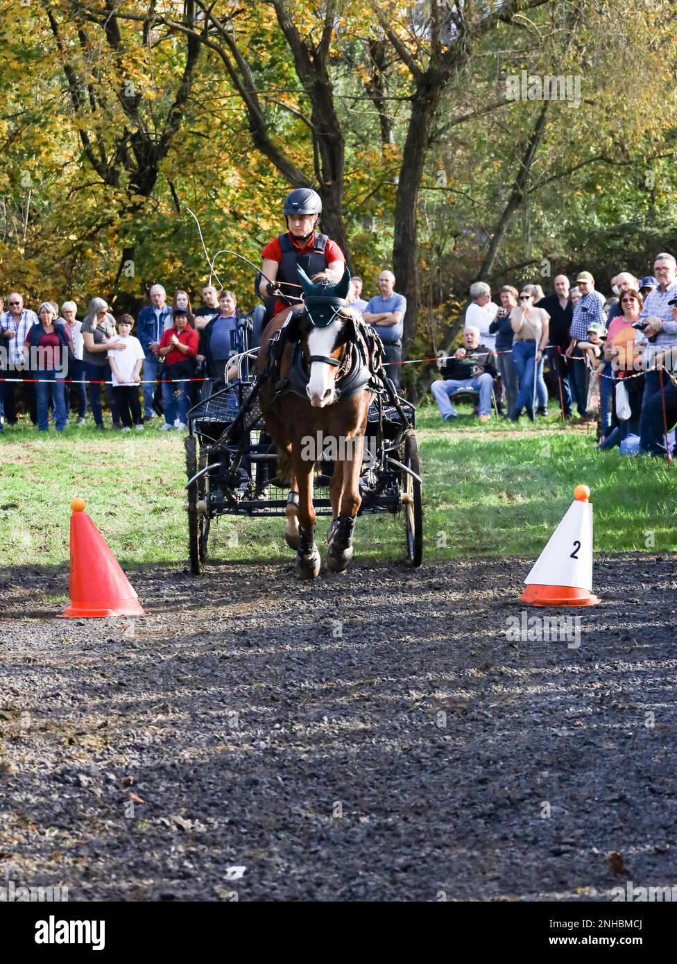 horse show horse carriage Stock Photo - Alamy