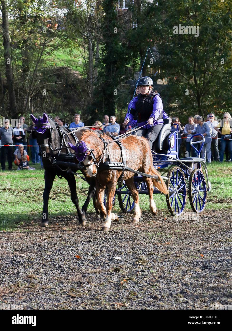 horse show horse carriage Stock Photo - Alamy