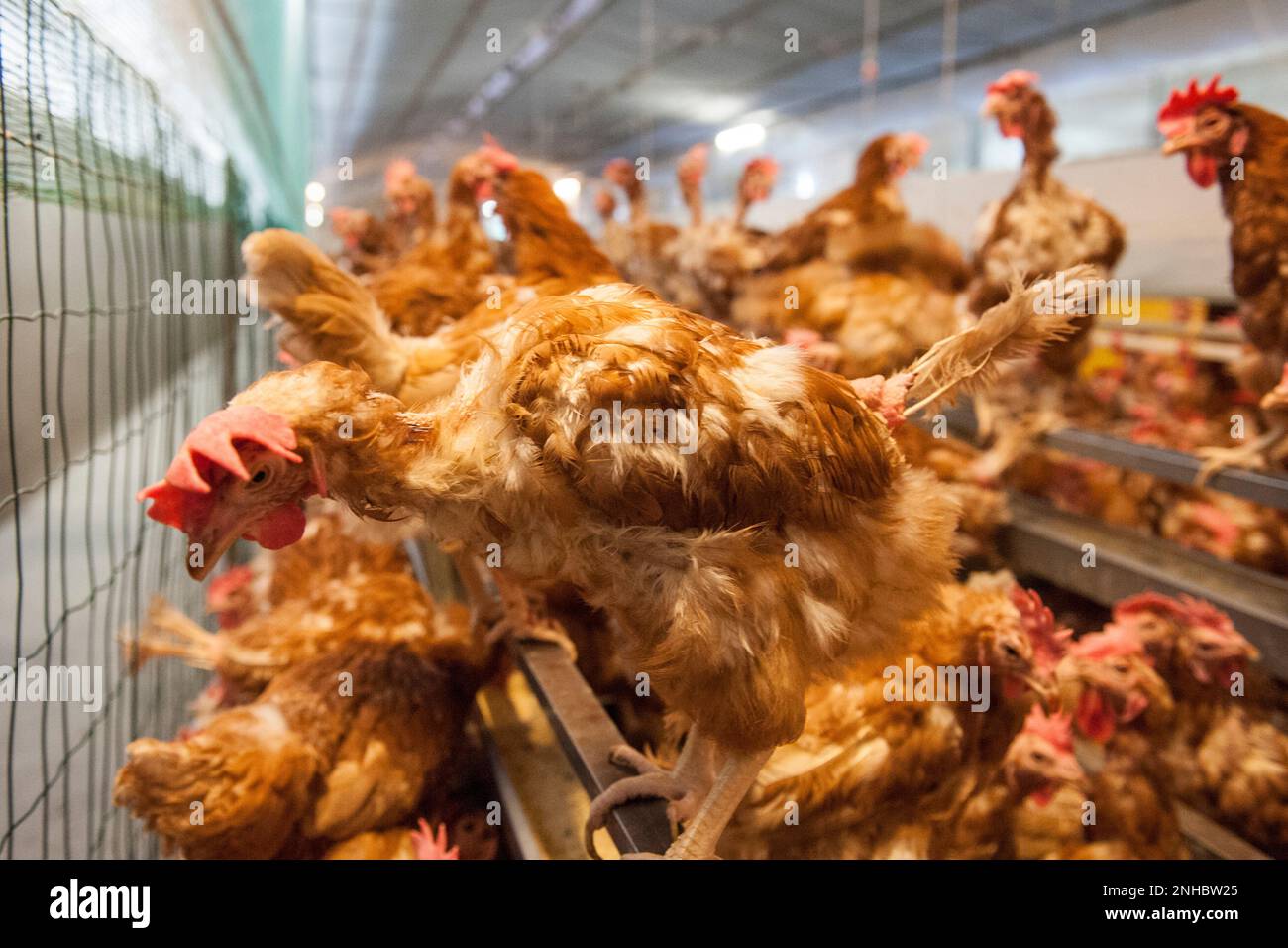 Italy, Arconate, Breeding of Hens For Egg Production Stock Photo Alamy
