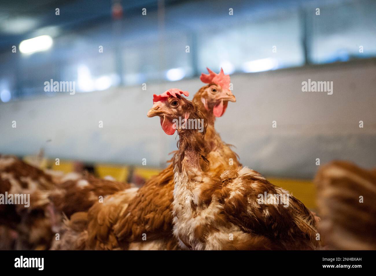 Italy, Arconate, Breeding of Hens For Egg Production Stock Photo Alamy