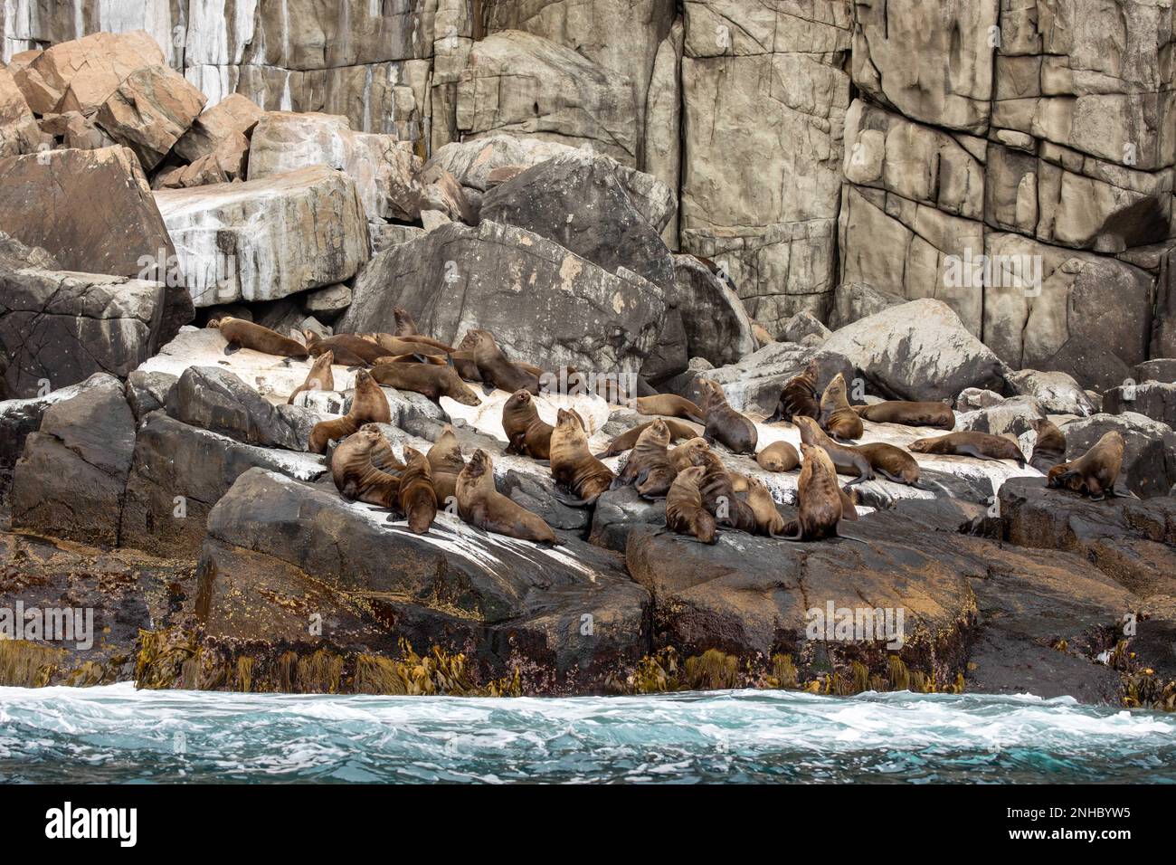 Haul out of brown fur seals on rocky coastline of Tasmania, Australia in the Tasman National Park. Stock Photo